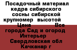 Посадочный материал кедра сибирского (сосны сибирской) крупномер, высотой 3-3.5  › Цена ­ 19 800 - Все города Сад и огород » Интерьер   . Свердловская обл.,Качканар г.